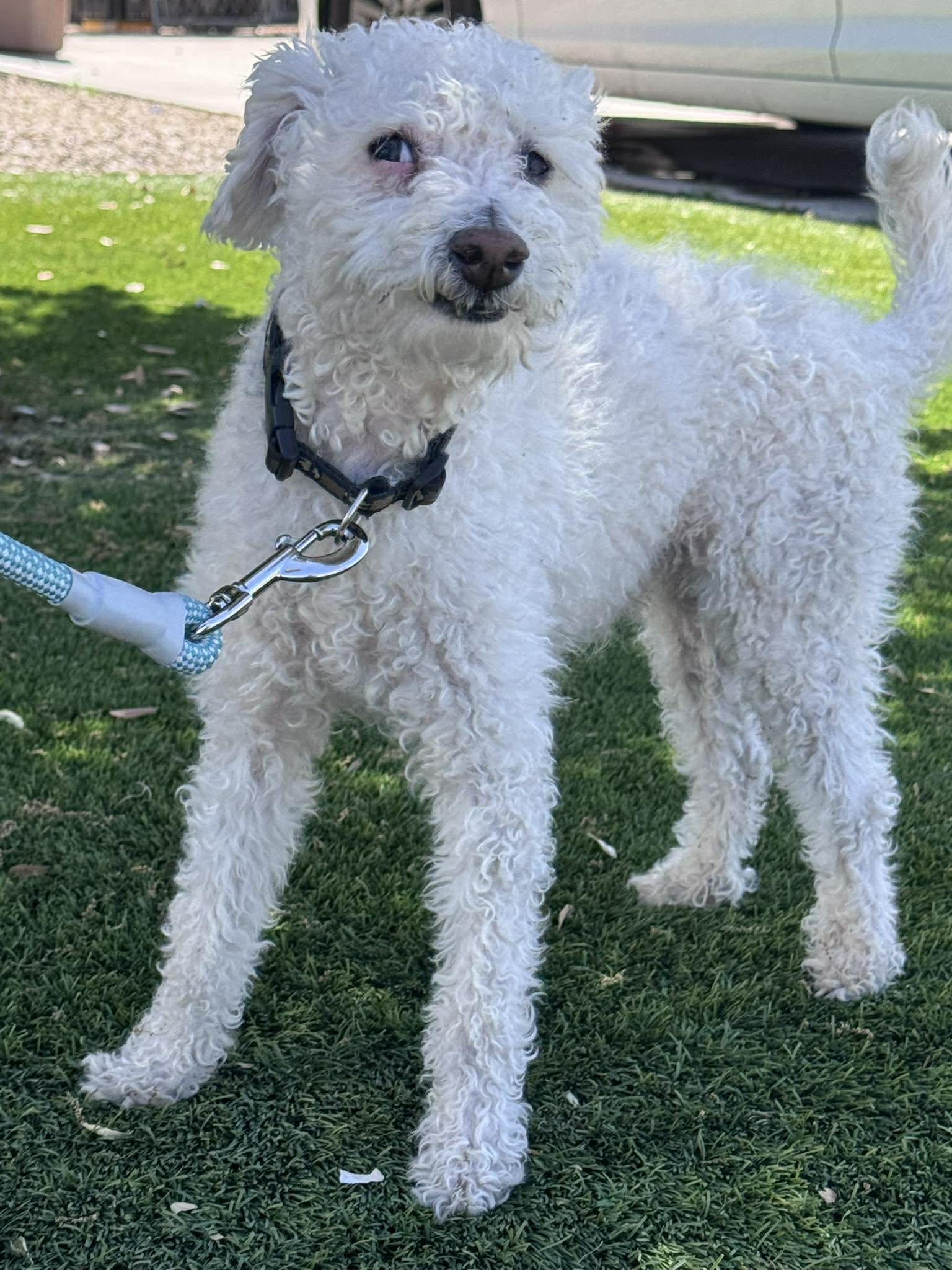 Enlarge Artic, an adopted Miniature Poodle in San Tan Valley, AZ image 1/1