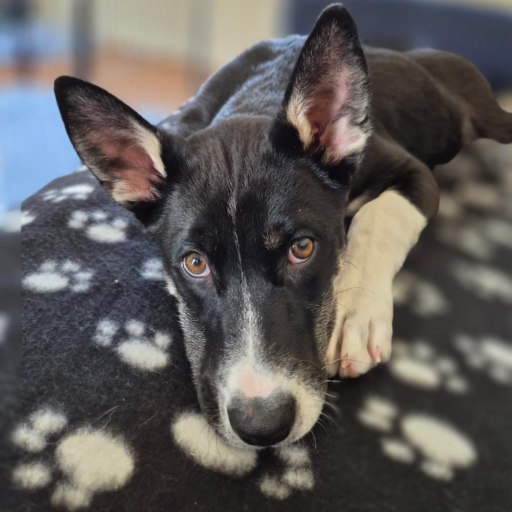 Socks, Adoptable, Puppy Female Mixed Breed.