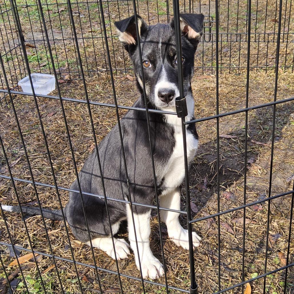 Enlarge Socks, a Adoptable Mixed Breed in Rockville, MD image 2/6