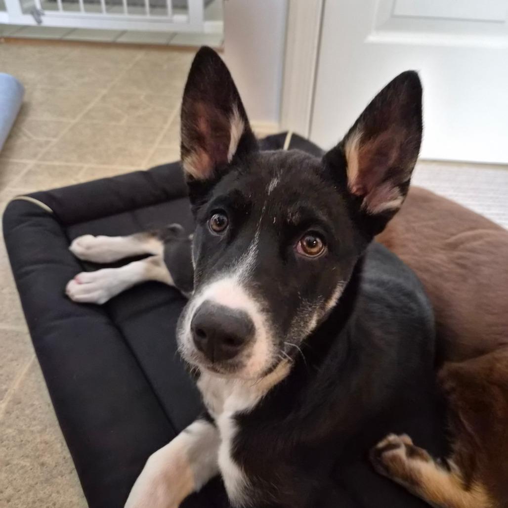 Enlarge Socks, a Adoptable Mixed Breed in Rockville, MD image 3/6