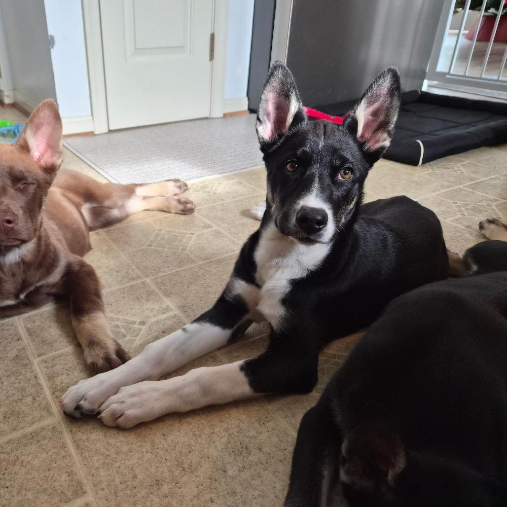Enlarge Socks, a Adoptable Mixed Breed in Rockville, MD image 4/6