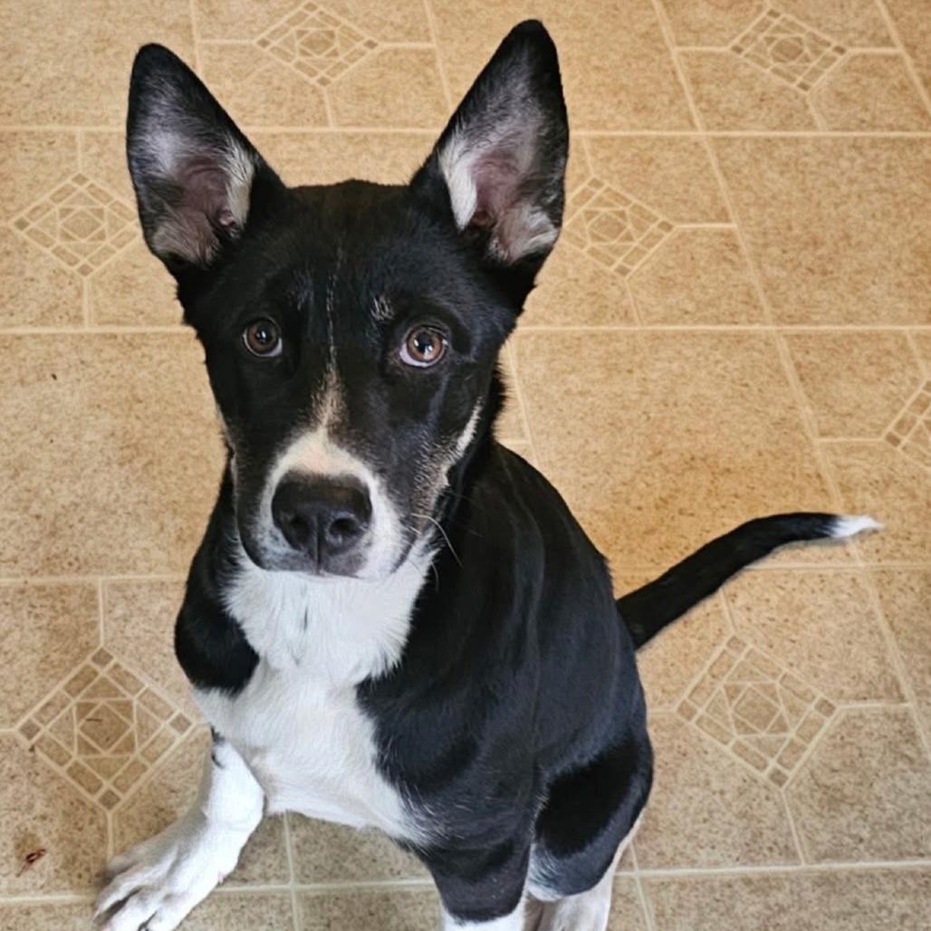 Enlarge Socks, a Adoptable Mixed Breed in Rockville, MD image 5/6