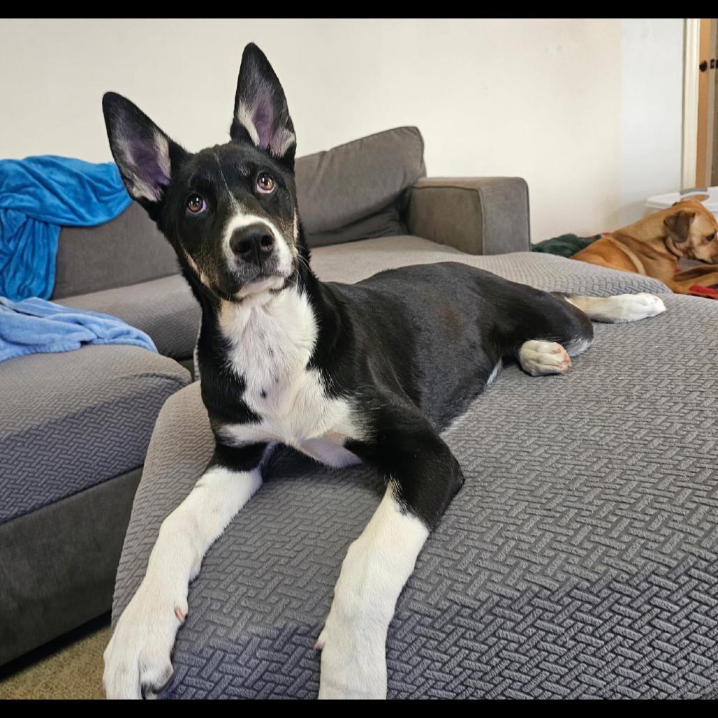 Enlarge Socks, a Adoptable Mixed Breed in Rockville, MD image 6/6