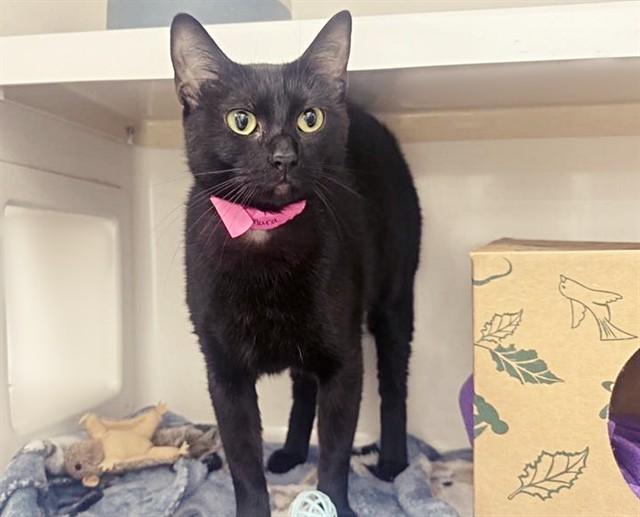 TAMARA, Adoptable, Young Female Domestic Medium Hair.