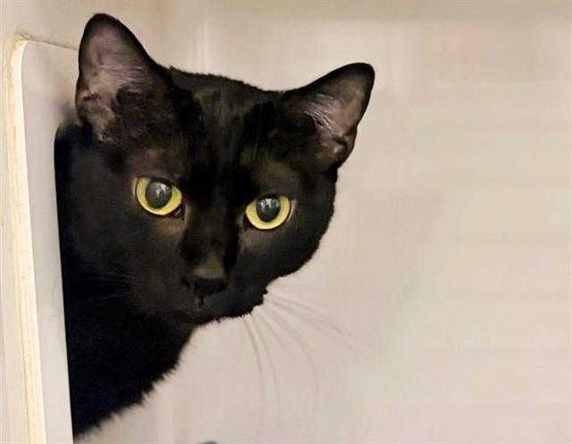 Enlarge TAMARA, a Adoptable Domestic Medium Hair in Saint Louis, MO image 1/1
