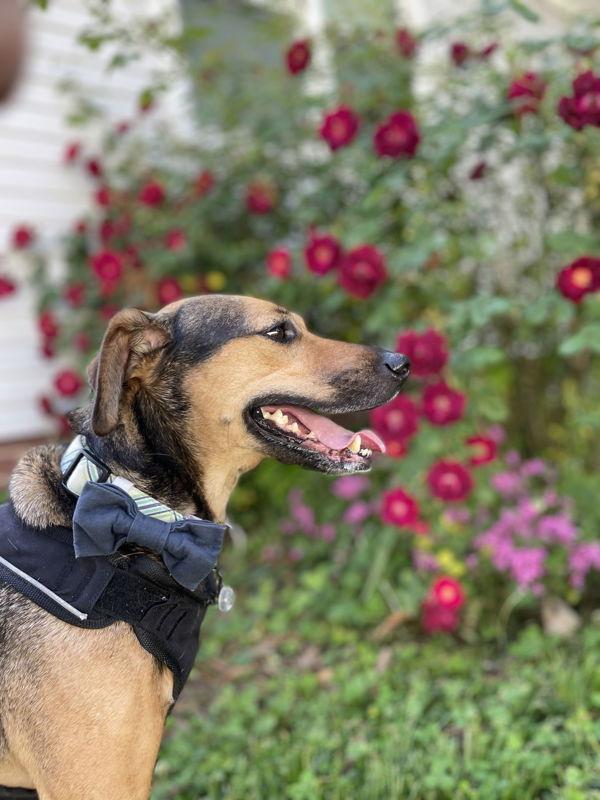 Enlarge MAXIMUS, a Adoptable mixed breed in Virginia Beach, VA image 1/1