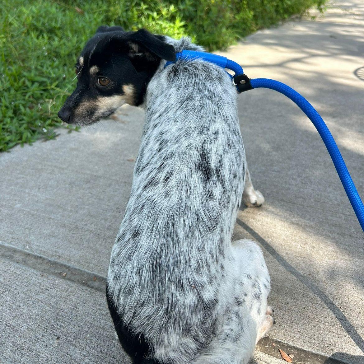 Enlarge Hailey, a Adoptable mixed breed in Perrysburg, OH image 3/6