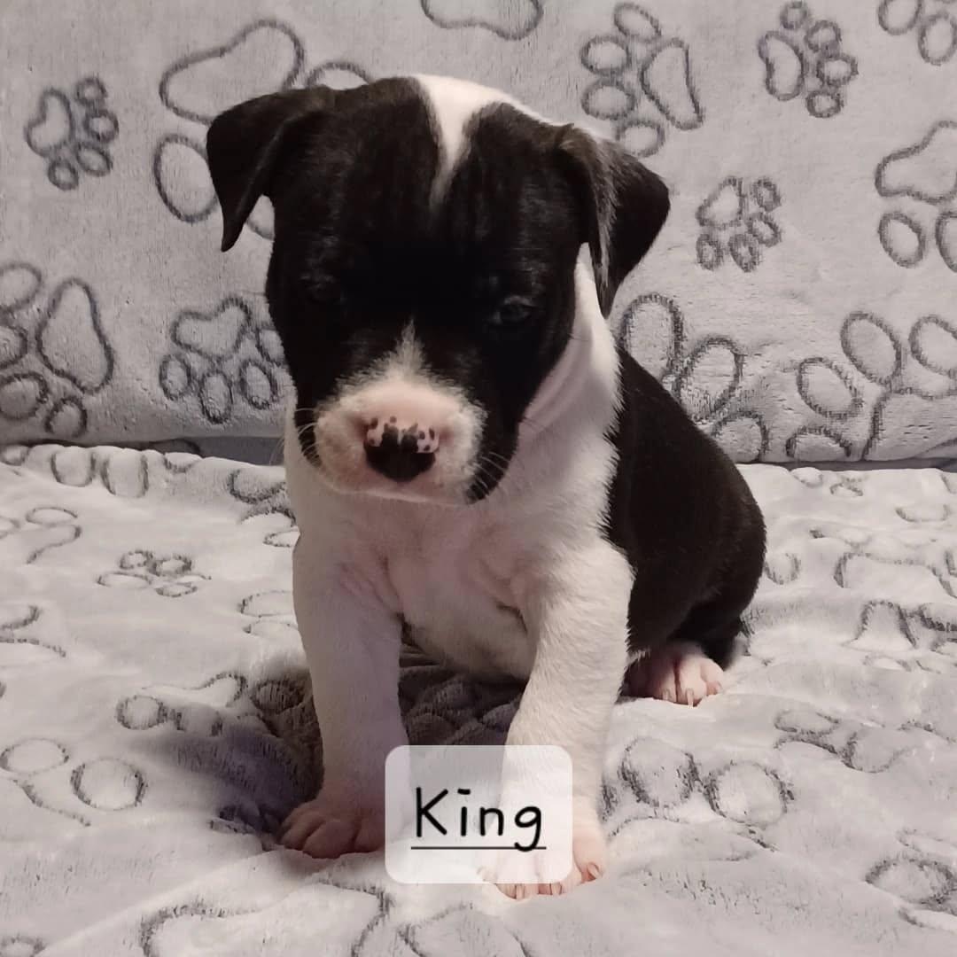 King, Adopted, Puppy Male Mixed Breed.