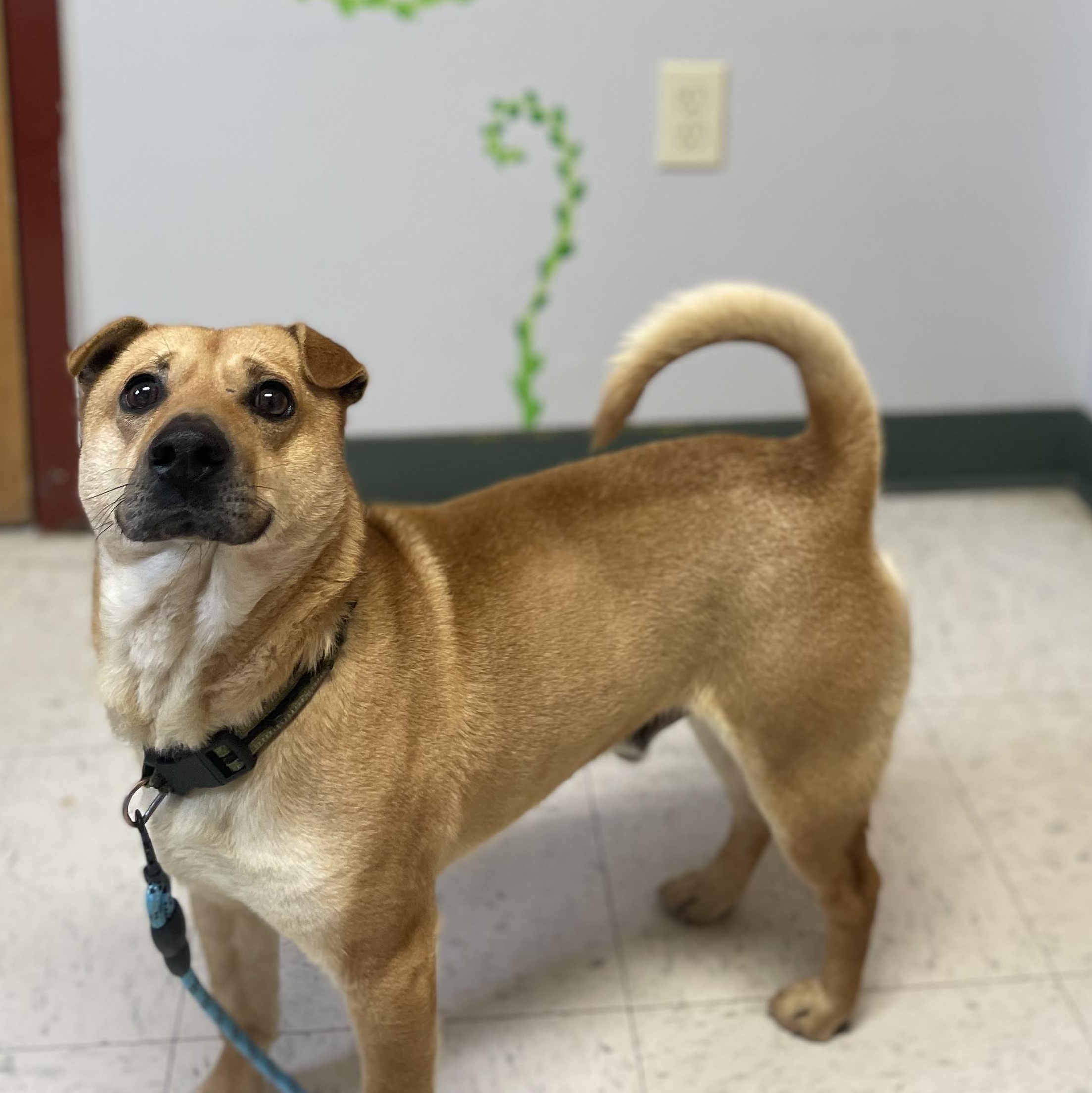 Enlarge Peanut, an adopted mixed breed in Maysville, KY image 1/1