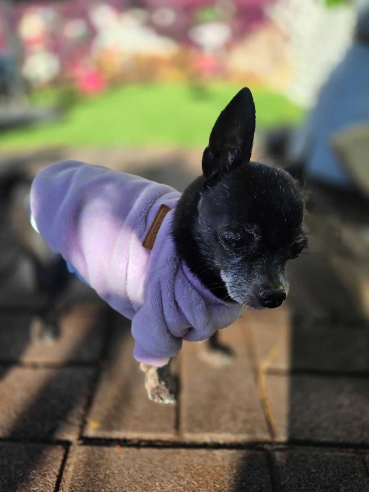 Enlarge Savannah, a Adopted Chihuahua in Midway, UT image 1/3