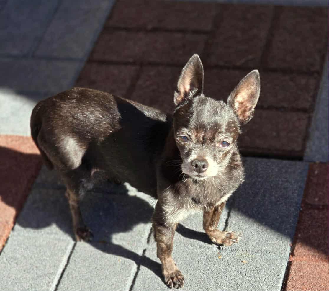 Enlarge Savannah, a Adopted Chihuahua in Midway, UT image 2/3