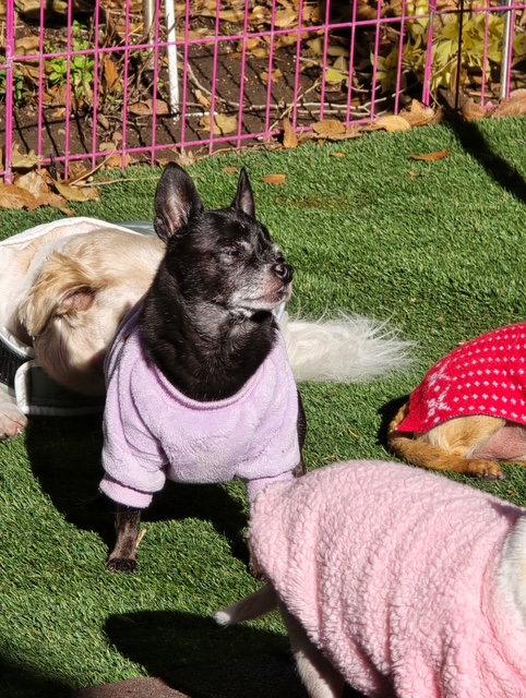 Enlarge Savannah, a Adopted Chihuahua in Midway, UT image 3/3