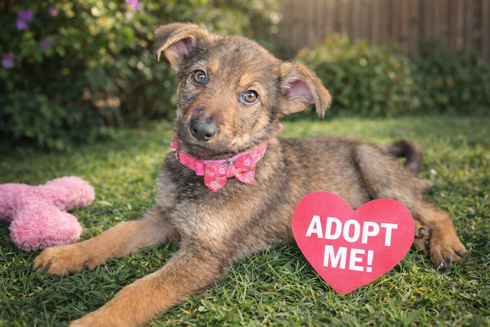 Enlarge Shelby, a Adopted mixed breed in Oakland, MI image 1/3