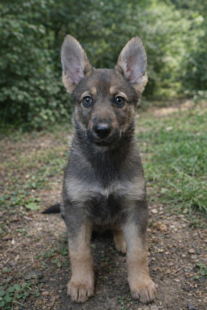 Enlarge Shelby, a Adopted mixed breed in Oakland, MI image 2/3