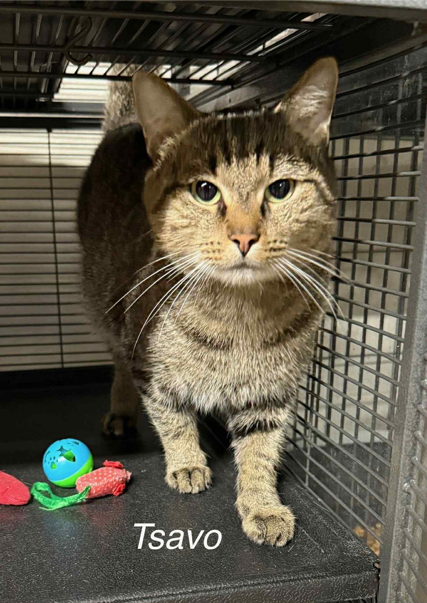 Tsavo, Adoptable, Adult Male Domestic Short Hair.