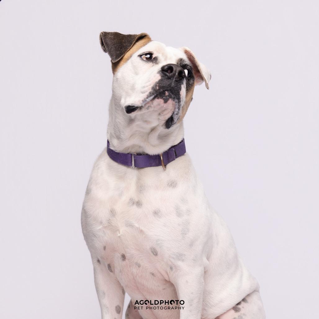 Enlarge Mia, a Adoptable Mixed Breed in Sarasota, FL image 1/6