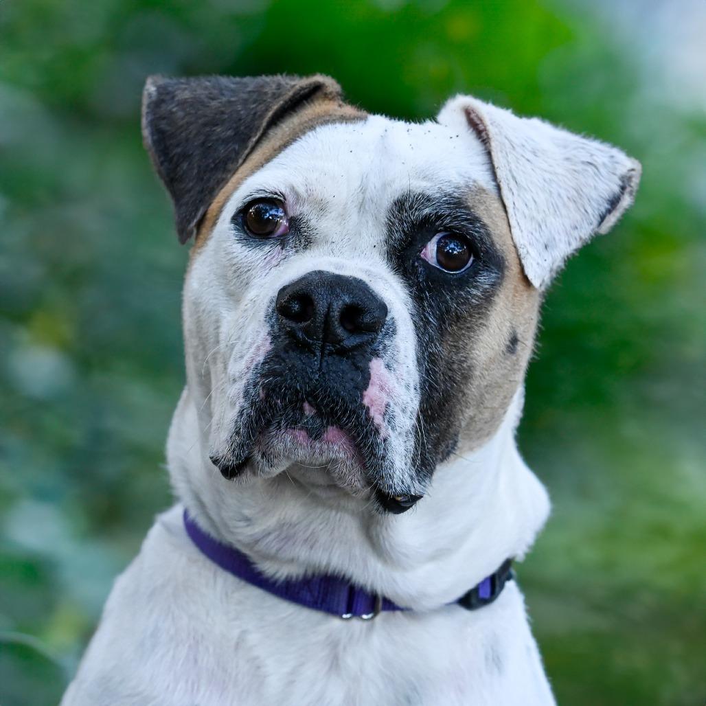 Enlarge Mia, a Adoptable Mixed Breed in Sarasota, FL image 2/6