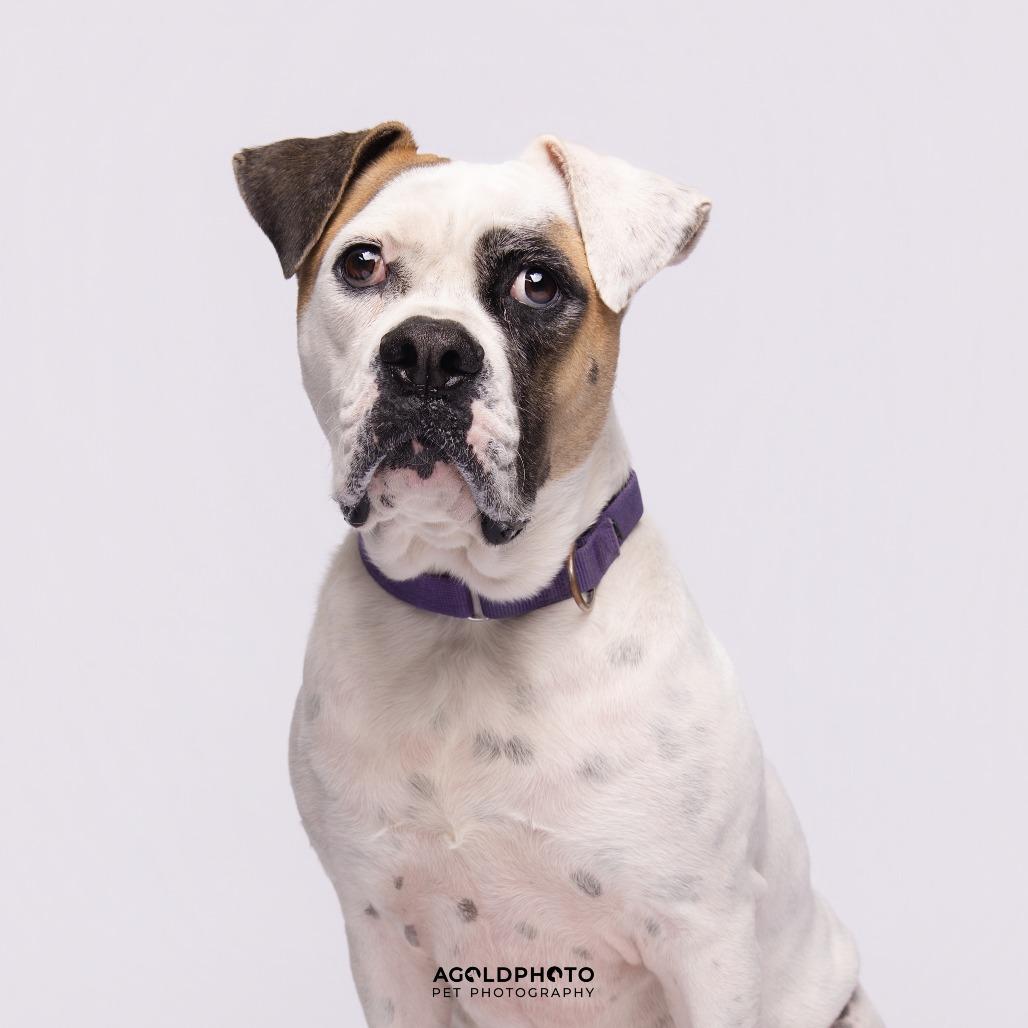 Enlarge Mia, a Adoptable Mixed Breed in Sarasota, FL image 3/6
