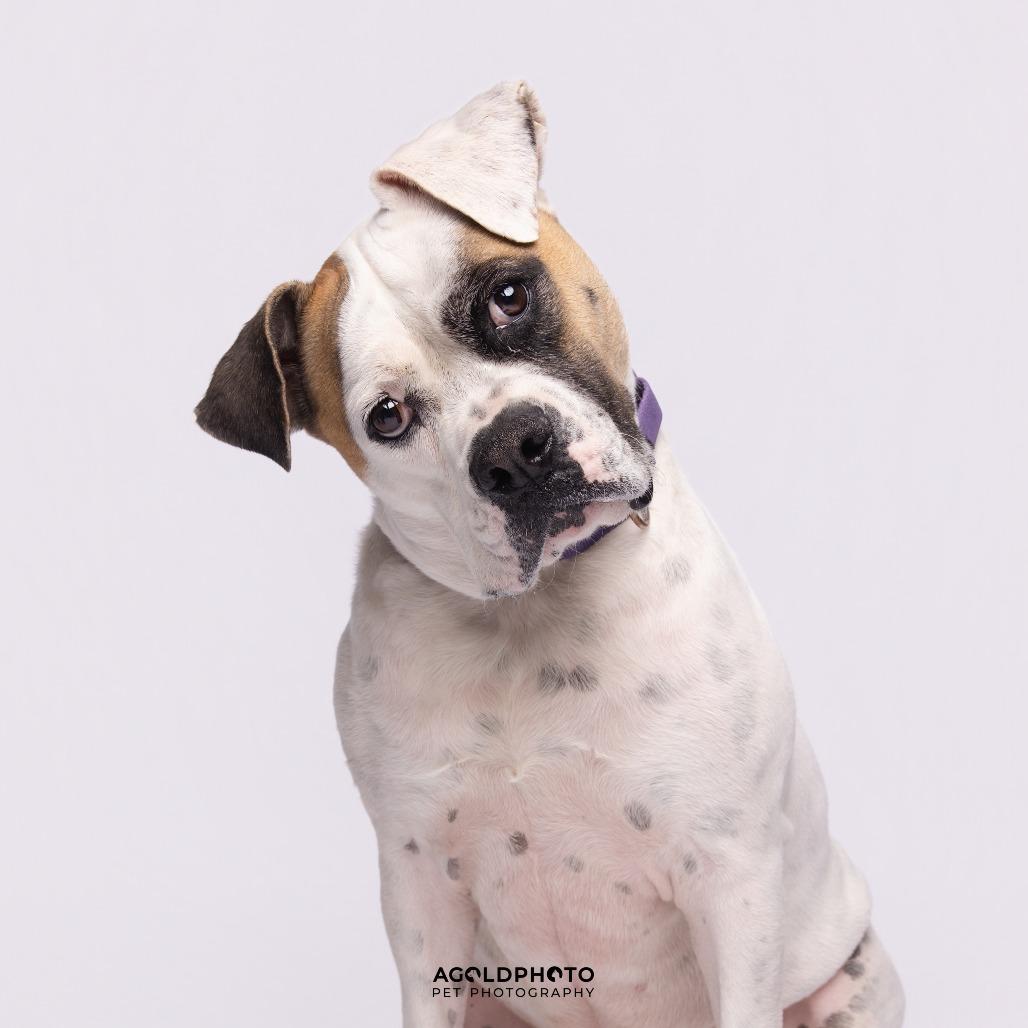 Enlarge Mia, a Adoptable Mixed Breed in Sarasota, FL image 4/6