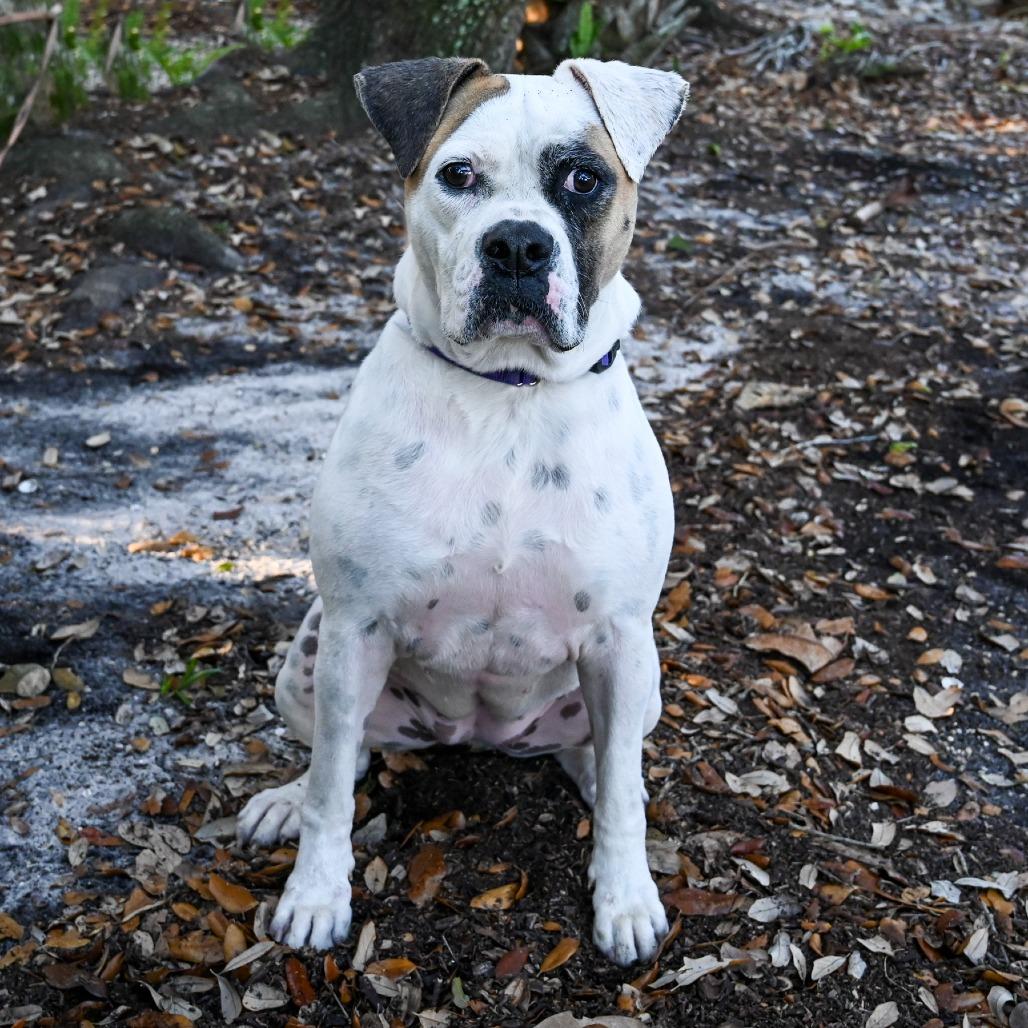 Enlarge Mia, a Adoptable Mixed Breed in Sarasota, FL image 5/6