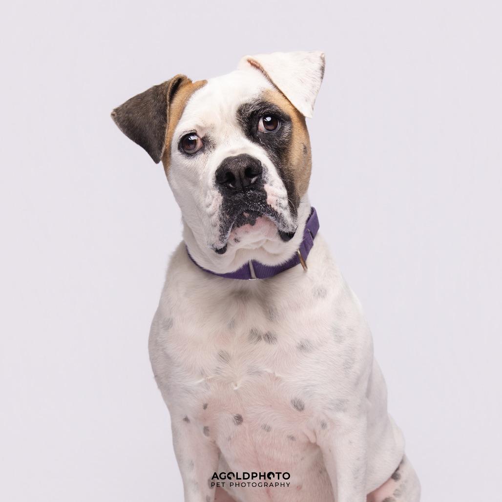 Enlarge Mia, a Adoptable Mixed Breed in Sarasota, FL image 6/6