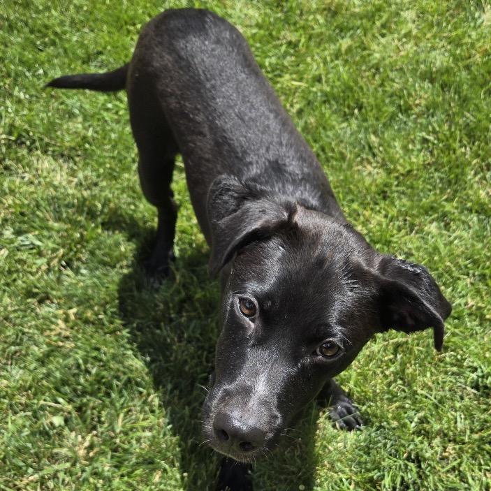 Enlarge Timmy, a Adoptable mixed breed in Apple Valley, MN image 3/6