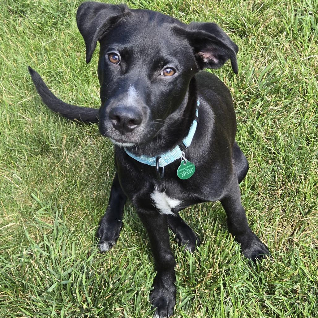 Enlarge Timmy, a Adoptable mixed breed in Apple Valley, MN image 1/6