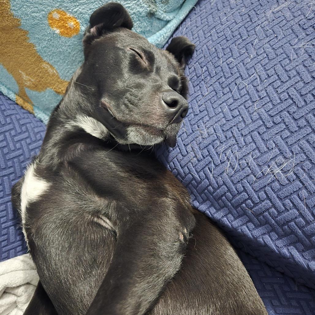 Enlarge Timmy, a Adoptable mixed breed in Apple Valley, MN image 2/6
