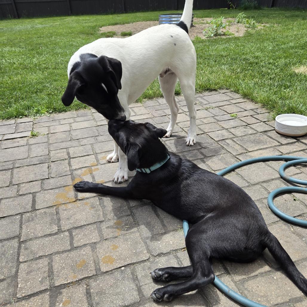 Enlarge Timmy, a Adoptable mixed breed in Apple Valley, MN image 4/6