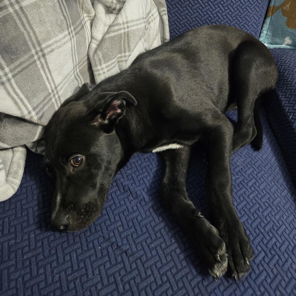 Enlarge Timmy, a Adoptable mixed breed in Apple Valley, MN image 5/6