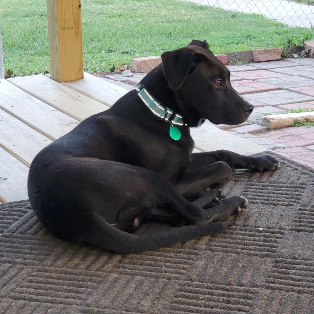 Enlarge Timmy, a Adoptable mixed breed in Apple Valley, MN image 6/6