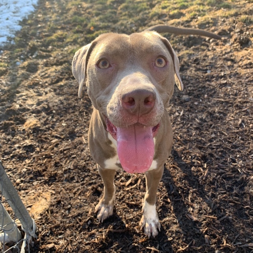 Jenney, adoptable, Adult Female Weimaraner.