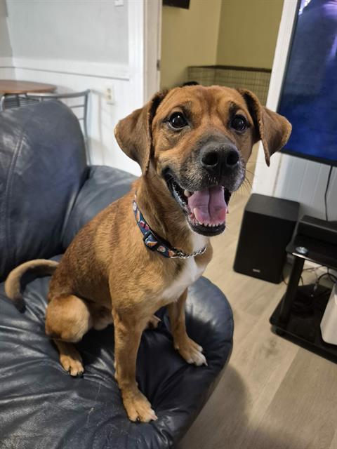 CHARLIE BROWN, Adoptable, Adult Male Redbone Coonhound & Beagle.