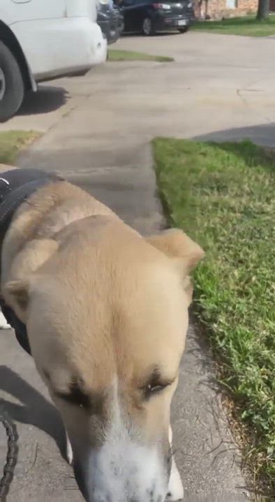 Enlarge Digger, a Adopted mixed breed in Auburn, WA video 6/11