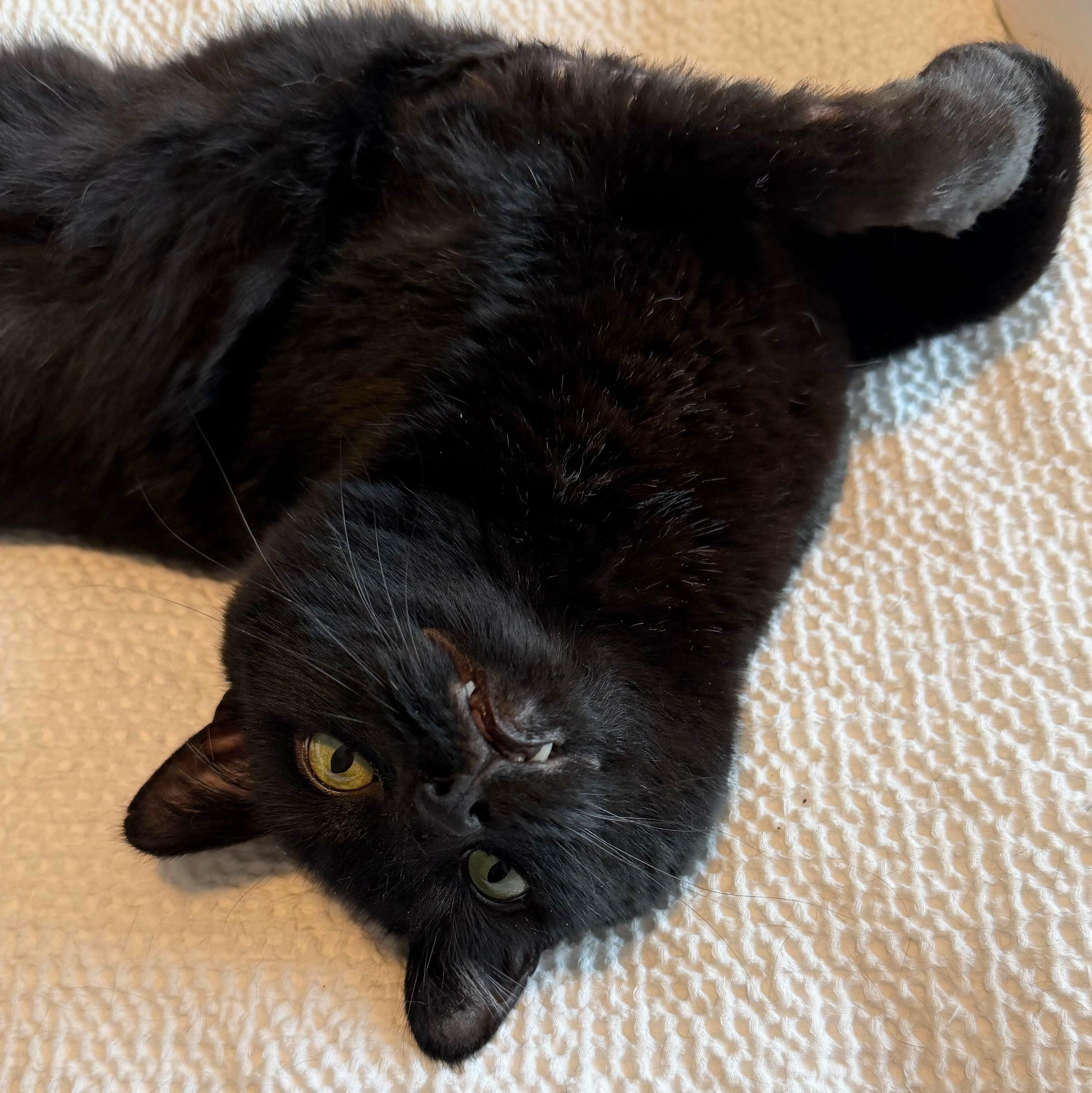 Black Jack, Adoptable, Adult Male Domestic Short Hair.