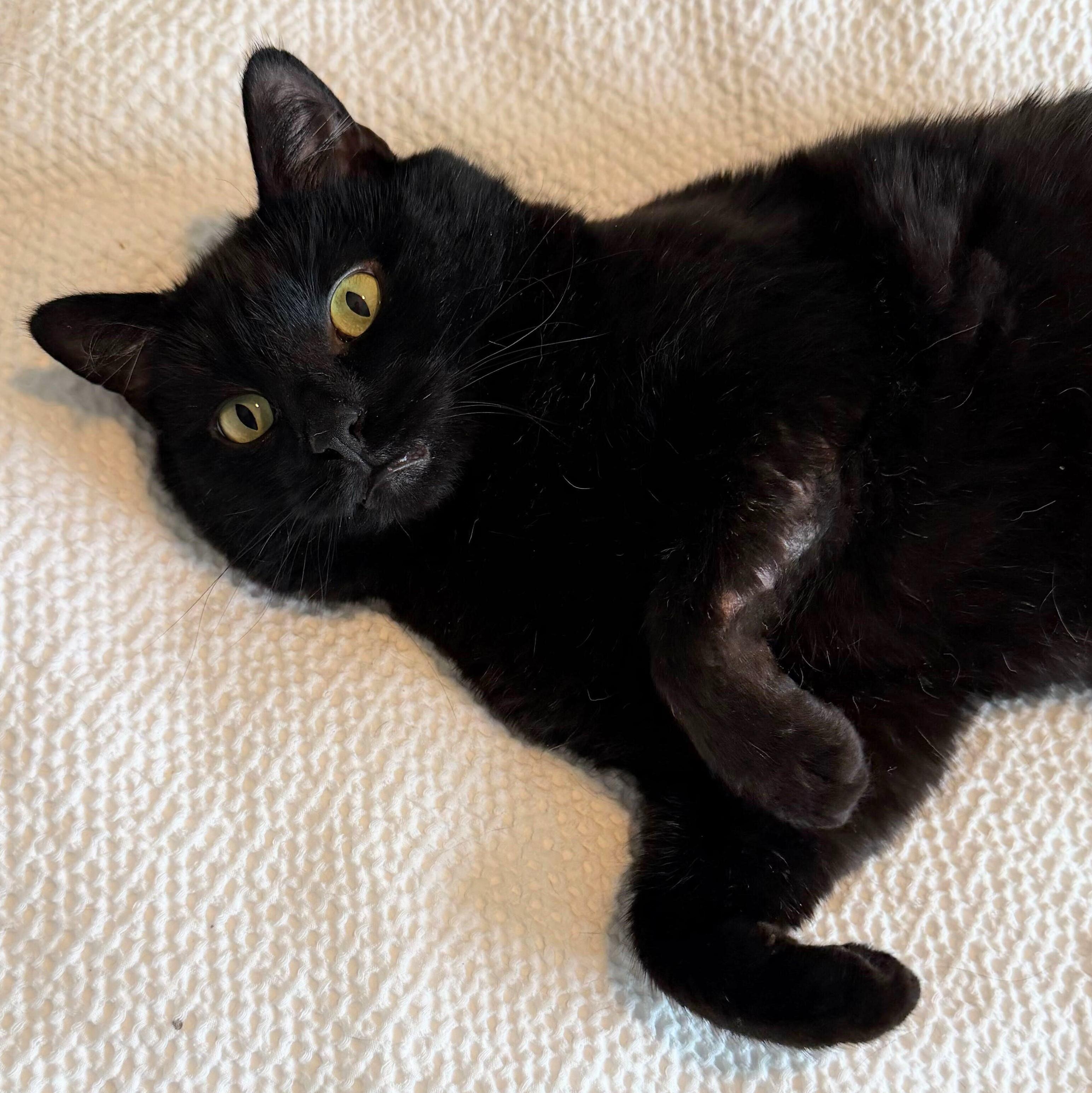 Enlarge Black Jack, a Adoptable Domestic Short Hair in Wilsonville, OR image 2/5