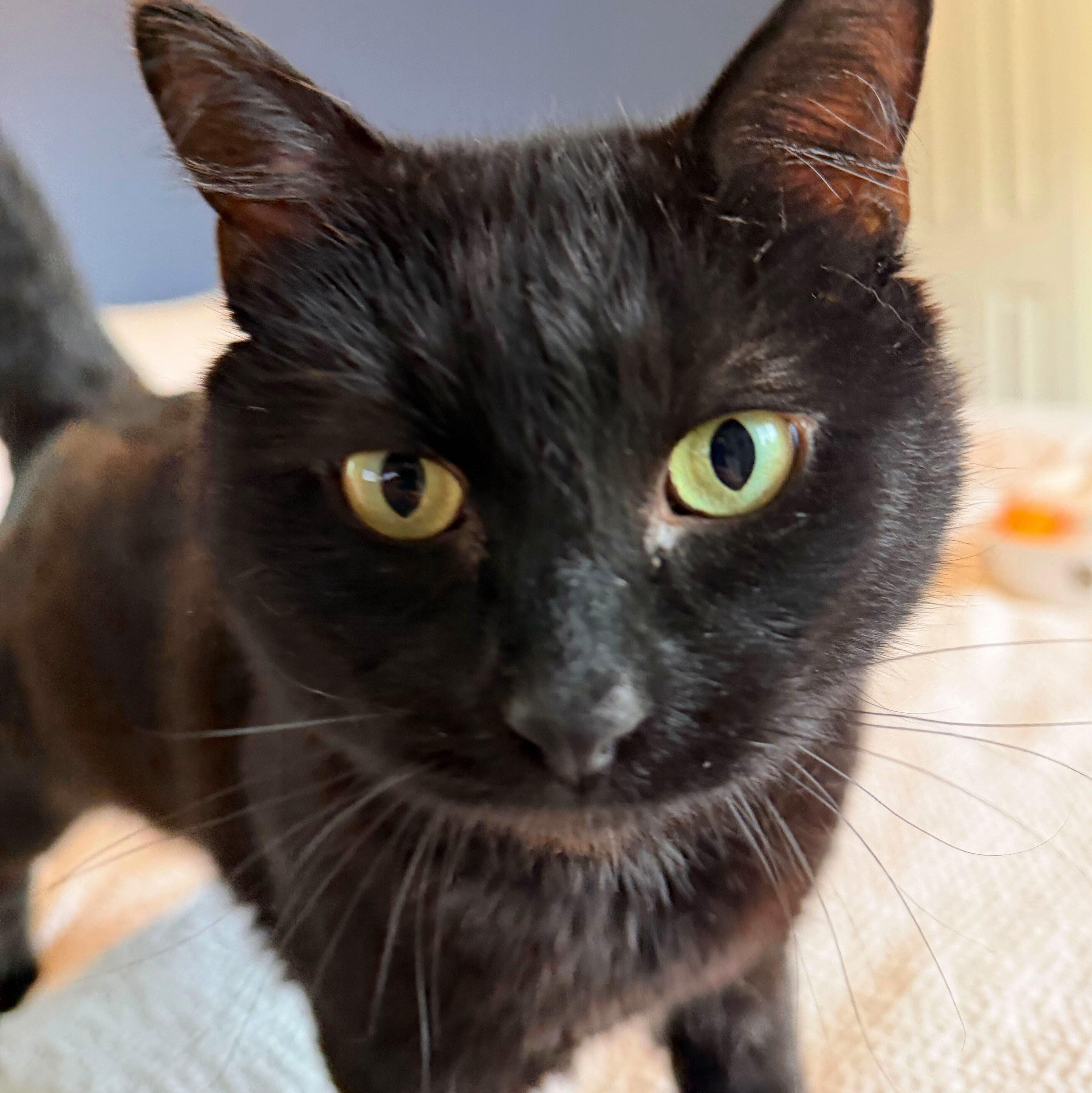 Enlarge Black Jack, a Adoptable Domestic Short Hair in Wilsonville, OR image 3/5