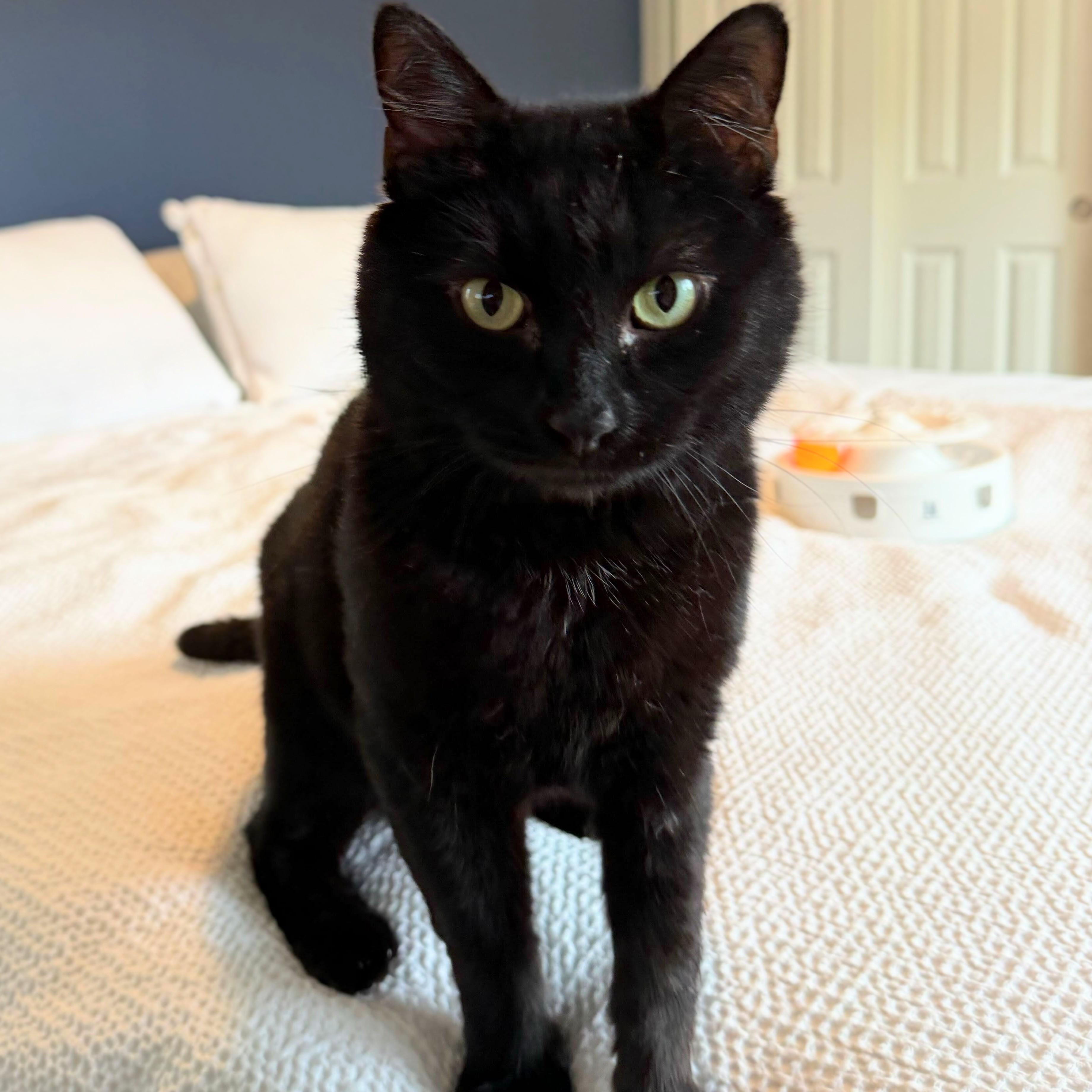 Enlarge Black Jack, a Adoptable Domestic Short Hair in Wilsonville, OR image 4/5