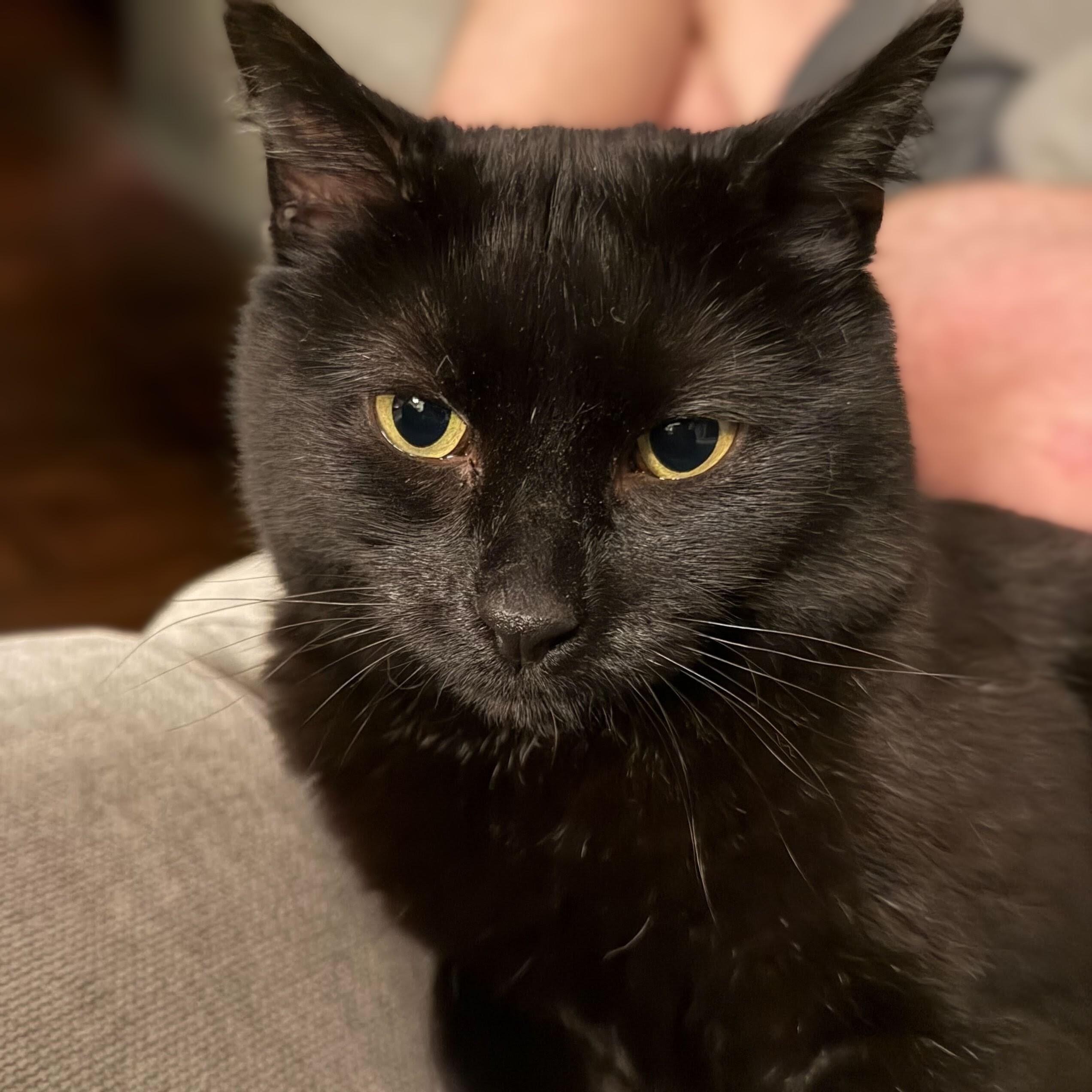 Enlarge Black Jack, a Adoptable Domestic Short Hair in Wilsonville, OR image 5/5