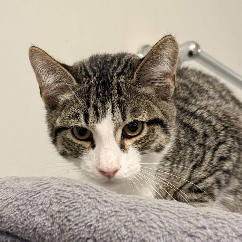 Ice King, Adoptable, Kitten Male Domestic Short Hair.