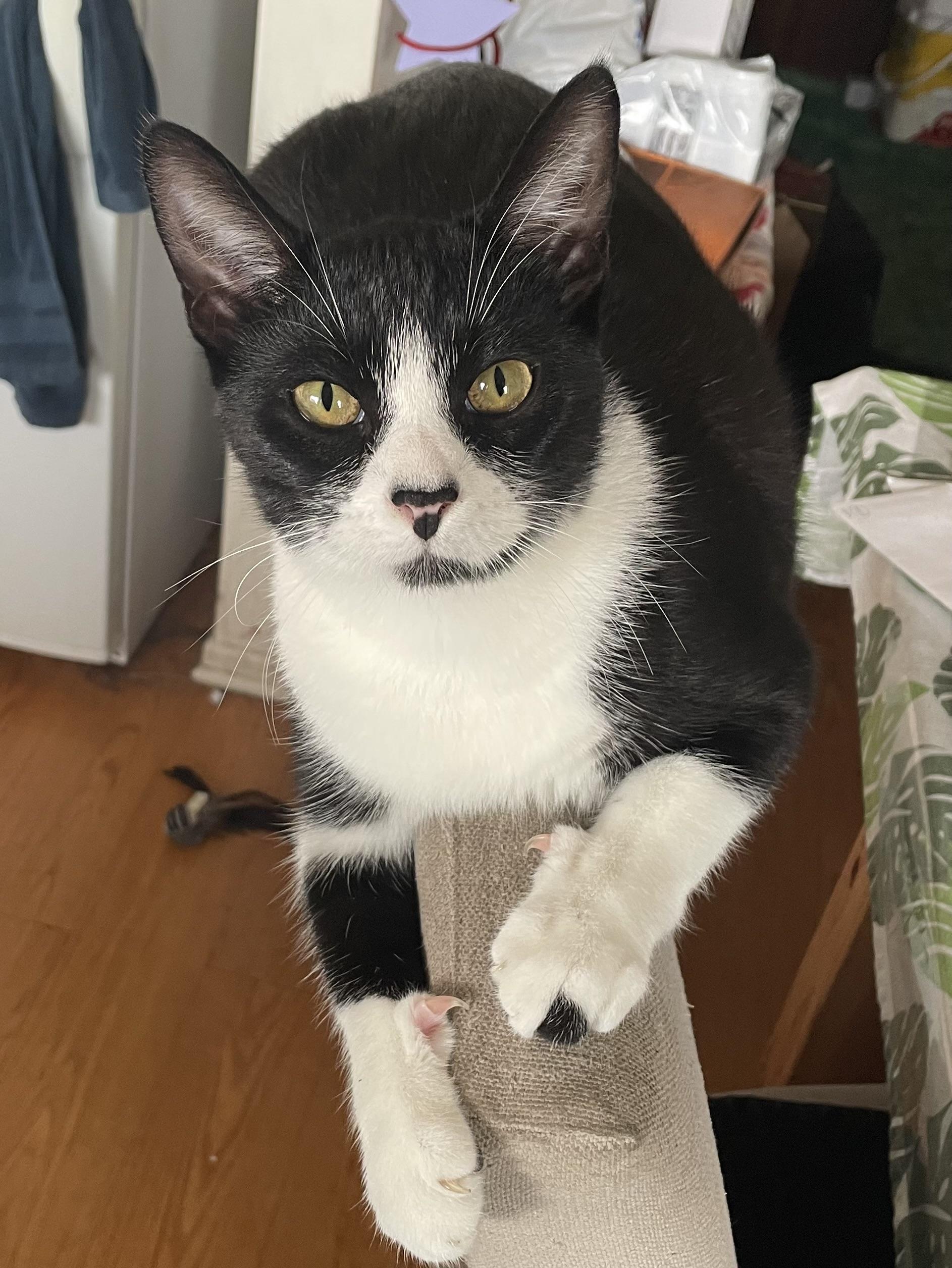 Cadbury