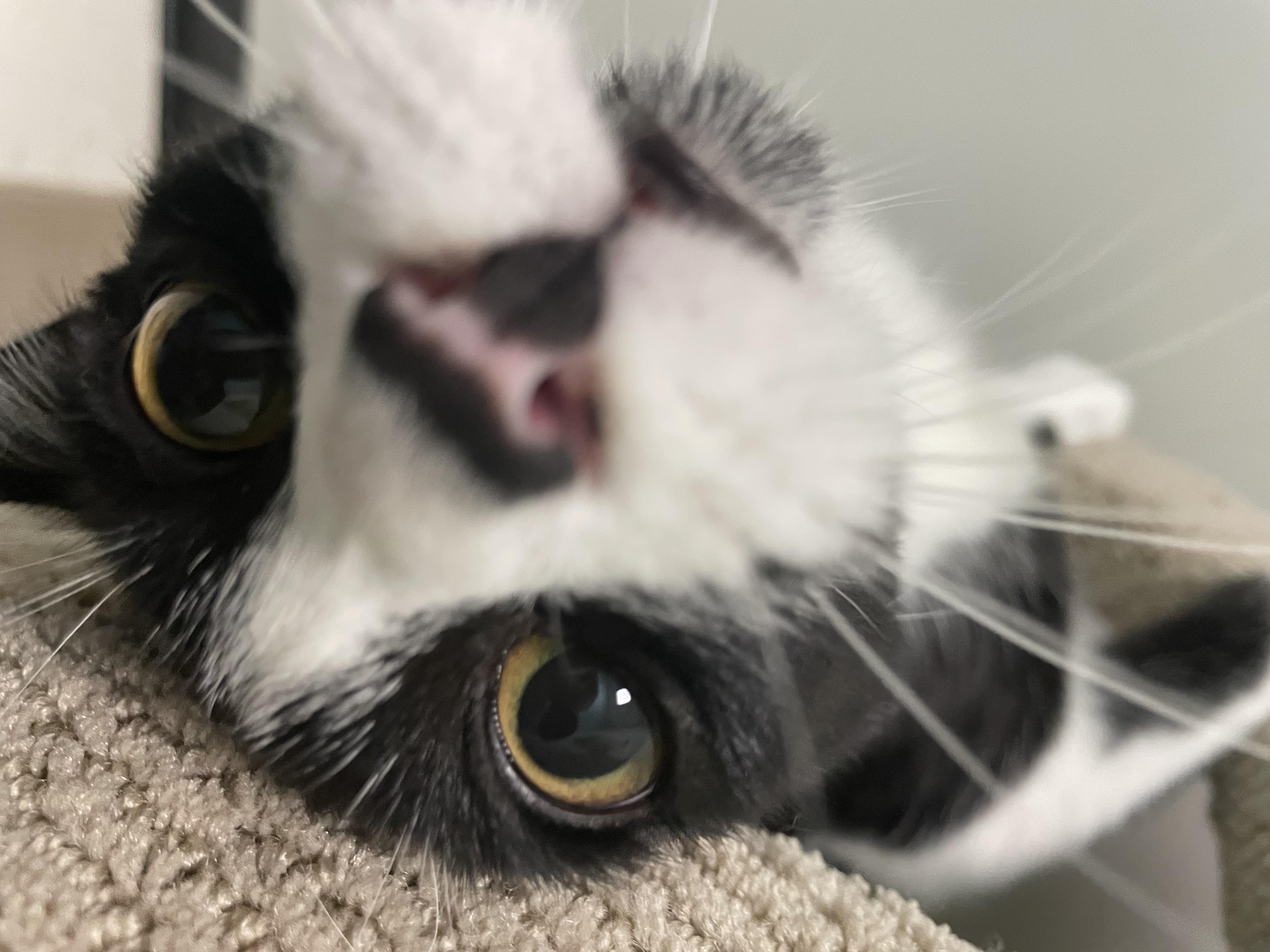 Cadbury