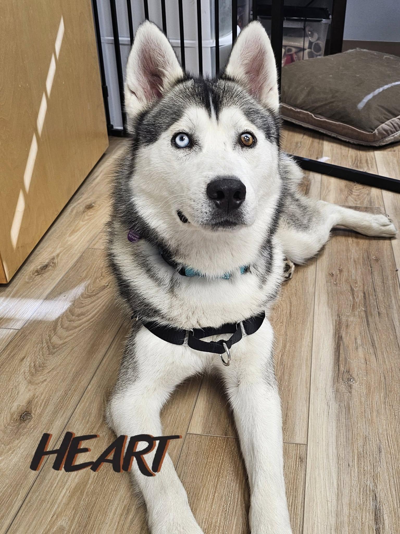 Sebastian, Adoptable, Adult Male Siberian Husky.