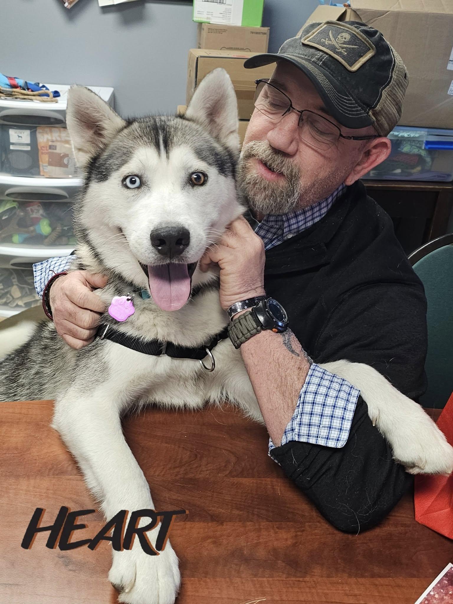 Enlarge Sebastian, a Adoptable Siberian Husky in Millersville, MD image 3/3