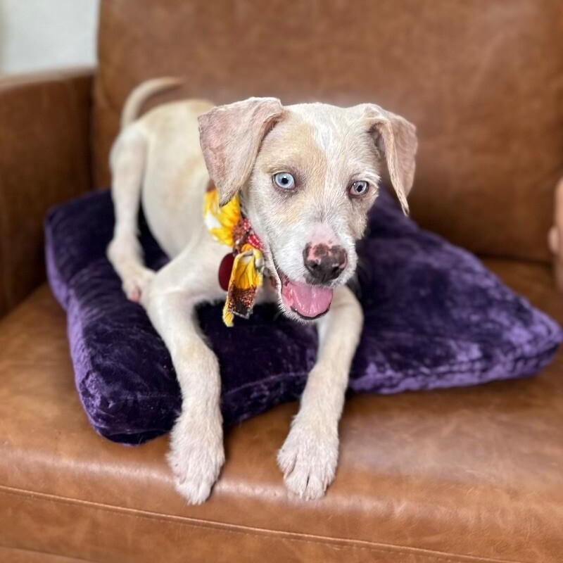 Castiel — thumbnail 4