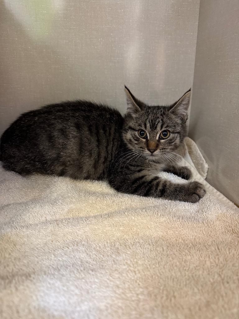 Chicken Finger Finnegan, Adoptable, Kitten Male Domestic Short Hair.