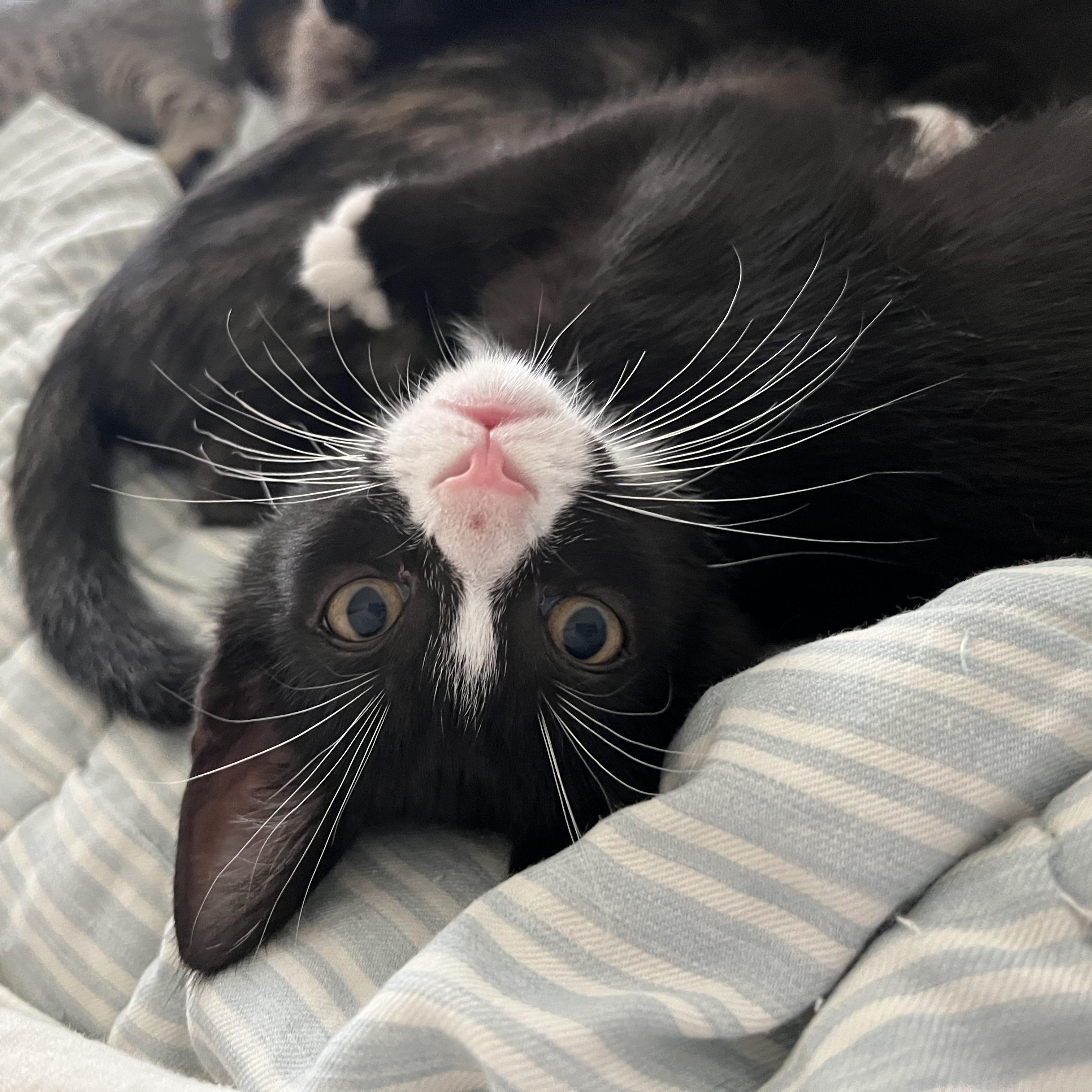 Ferdinand