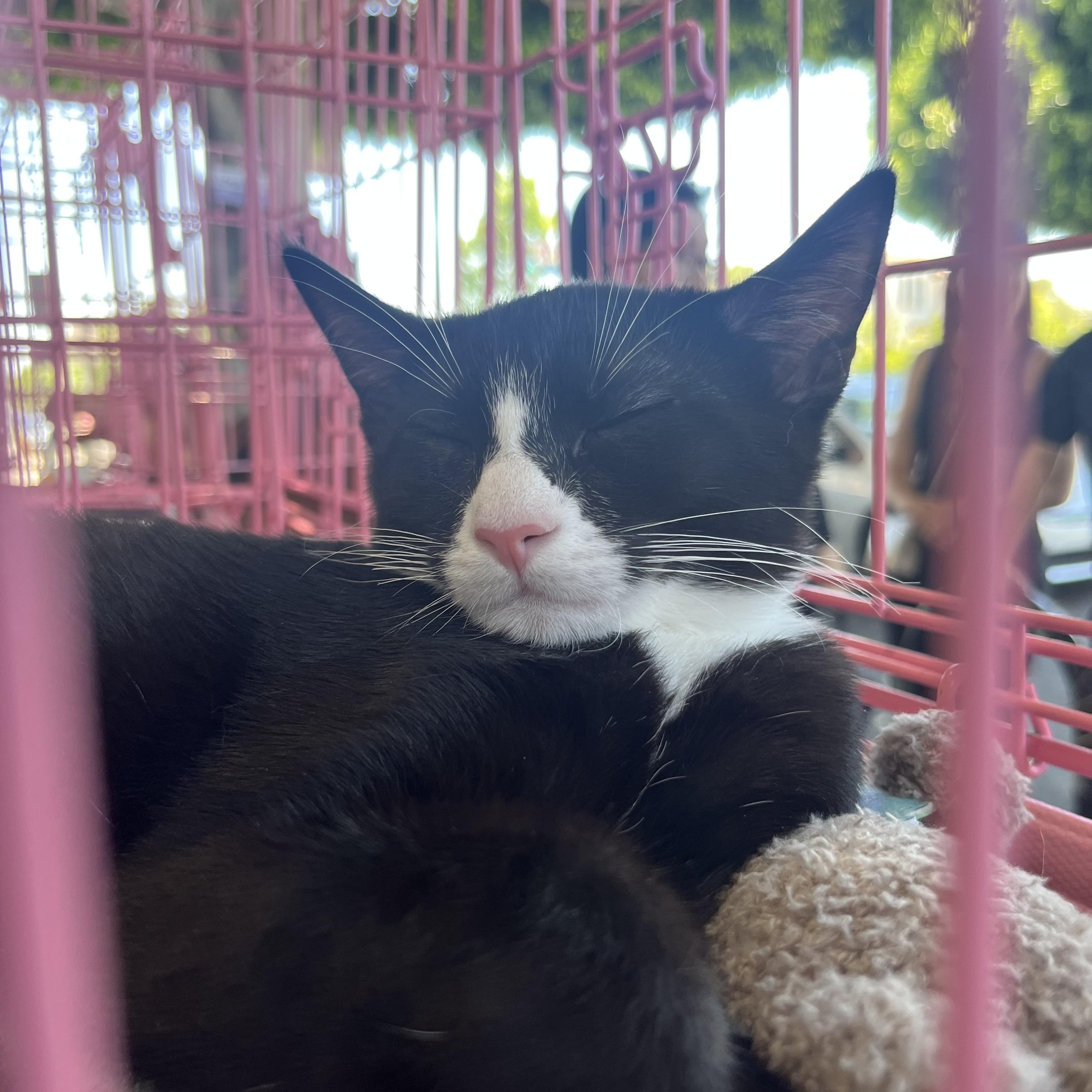 Ferdinand