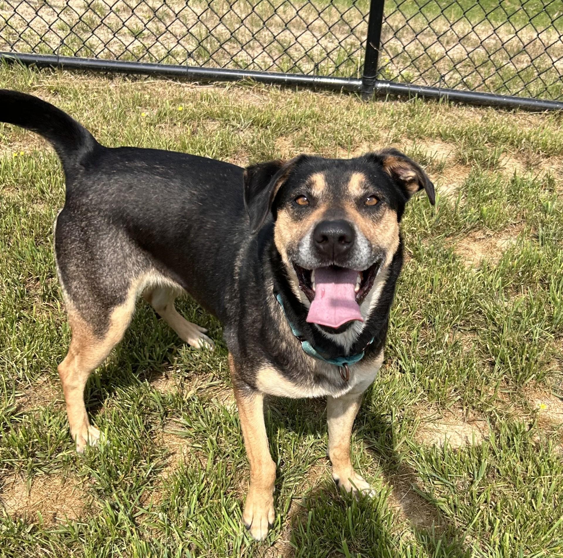 Leia, a ADOPTABLE mixed breed in Shepherdsville, KY image 3/4