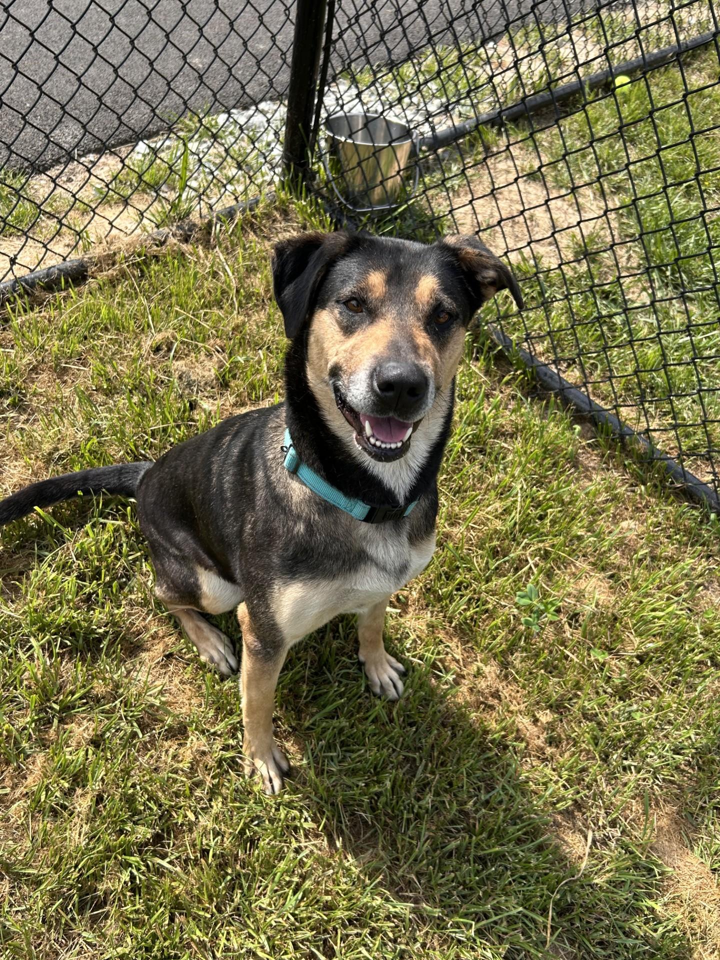 Leia, ADOPTABLE, Adult Female German Shepherd Dog.